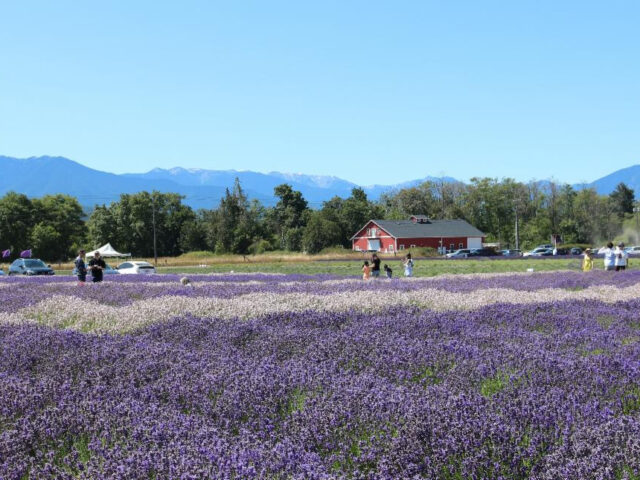 Lavender Season and Lavender Weekend